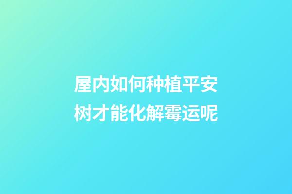 屋内如何种植平安树才能化解霉运呢