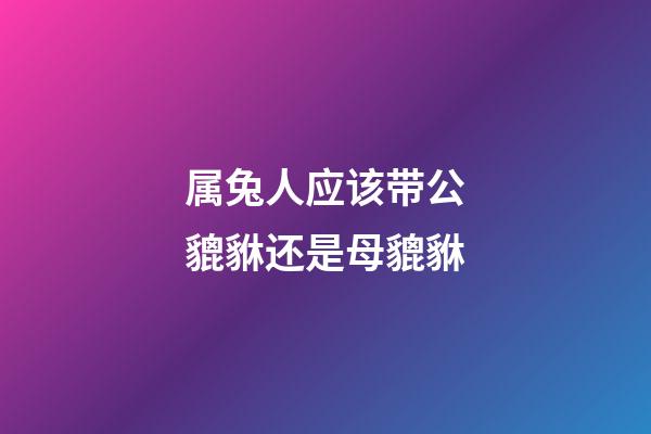 属兔人应该带公貔貅还是母貔貅