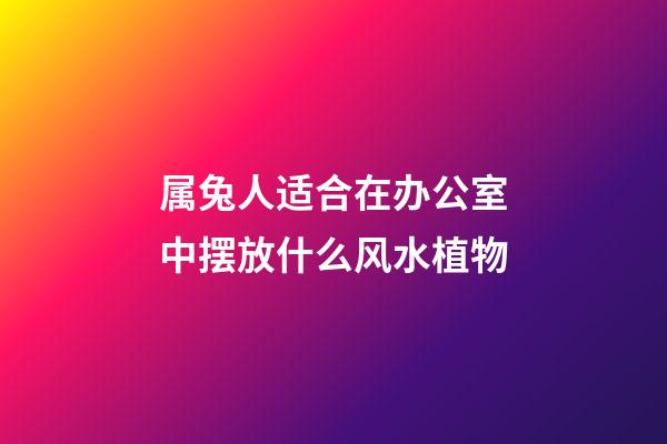属兔人适合在办公室中摆放什么风水植物