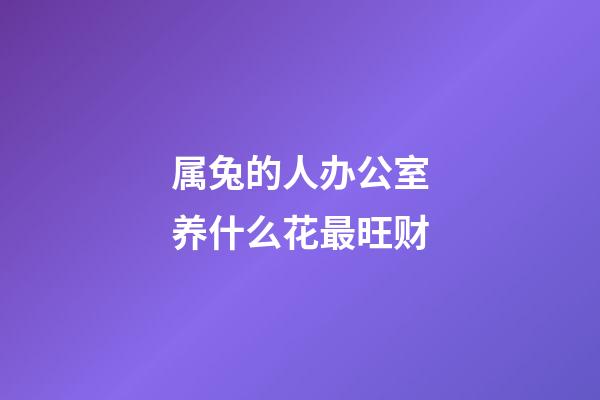 属兔的人办公室养什么花最旺财