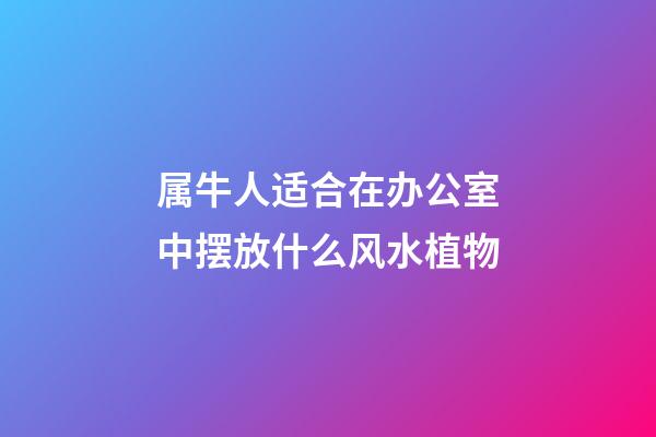 属牛人适合在办公室中摆放什么风水植物