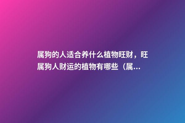 属狗的人适合养什么植物旺财，旺属狗人财运的植物有哪些（属狗的人种什么植物旺财）