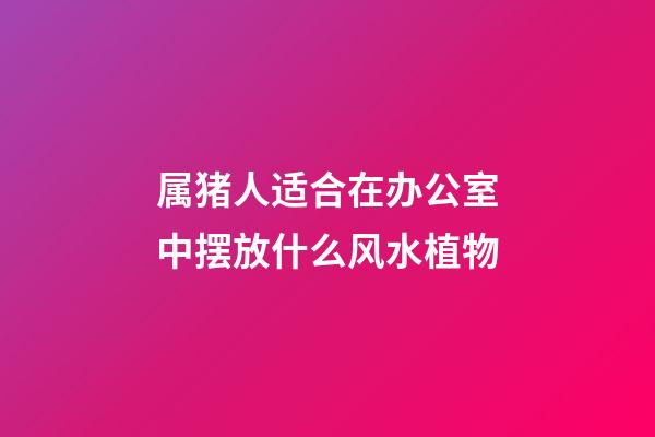 属猪人适合在办公室中摆放什么风水植物