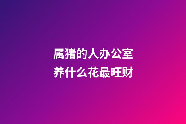 属猪的人办公室养什么花最旺财