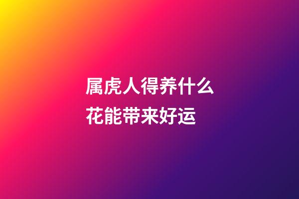 属虎人得养什么花能带来好运
