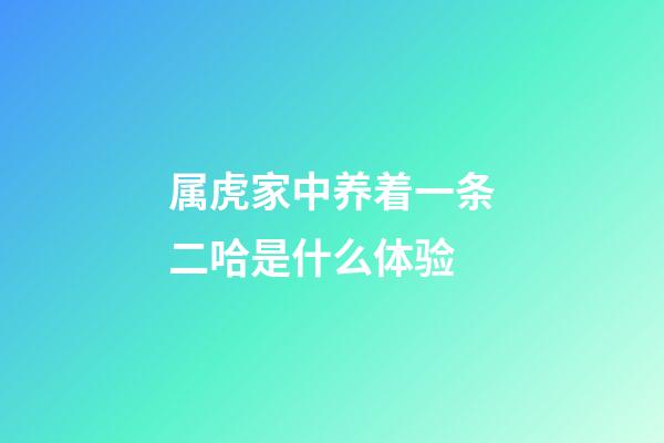 属虎家中养着一条二哈是什么体验