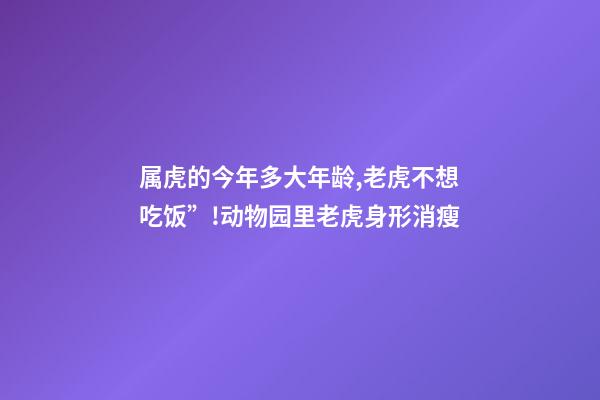 属虎的今年多大年龄,老虎不想吃饭”!动物园里老虎身形消瘦-第1张-观点-玄机派