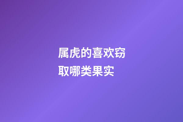属虎的喜欢窃取哪类果实