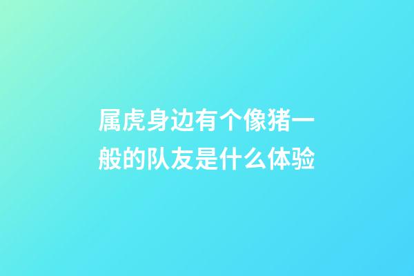属虎身边有个像猪一般的队友是什么体验