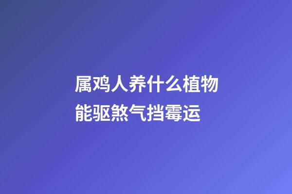 属鸡人养什么植物能驱煞气挡霉运