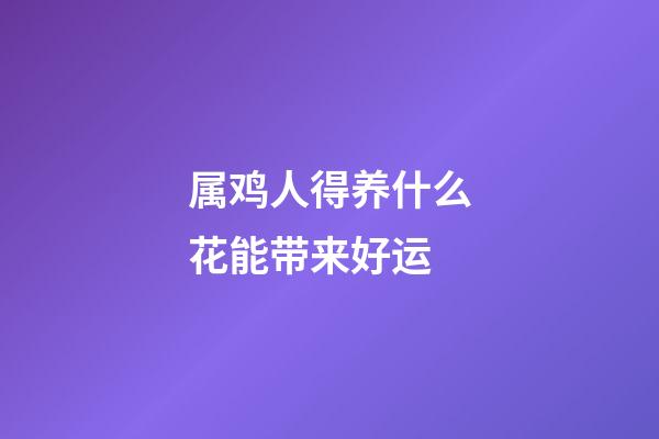 属鸡人得养什么花能带来好运