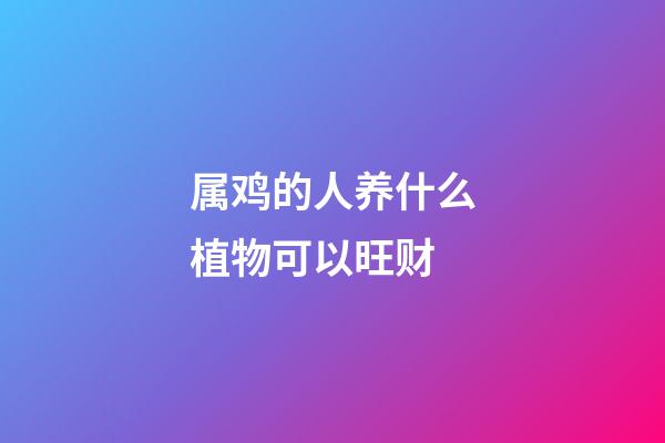 属鸡的人养什么植物可以旺财