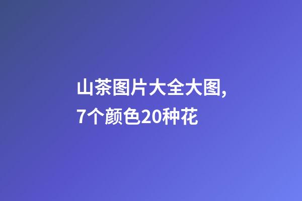 山茶图片大全大图,7个颜色20种花-第1张-观点-玄机派