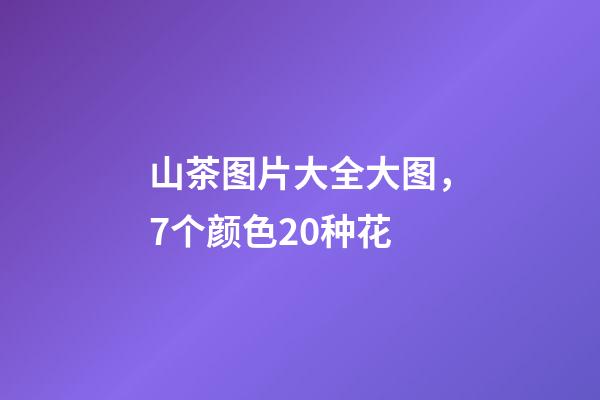 山茶图片大全大图，7个颜色20种花-第1张-观点-玄机派