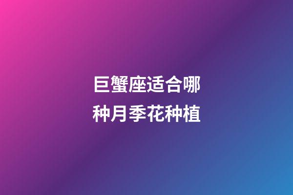 巨蟹座适合哪种月季花种植-第1张-星座运势-玄机派