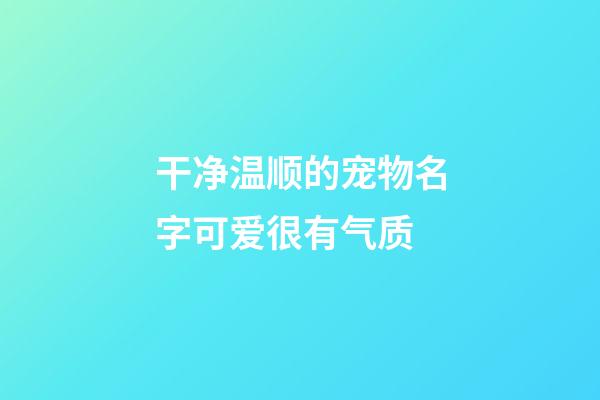 干净温顺的宠物名字可爱很有气质