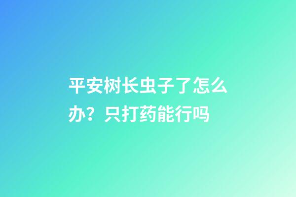 平安树长虫子了怎么办？只打药能行吗