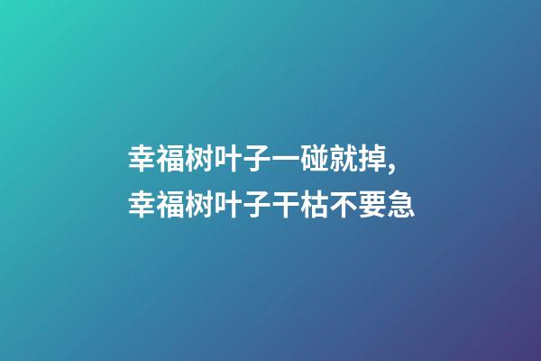 幸福树叶子一碰就掉,幸福树叶子干枯不要急-第1张-观点-玄机派