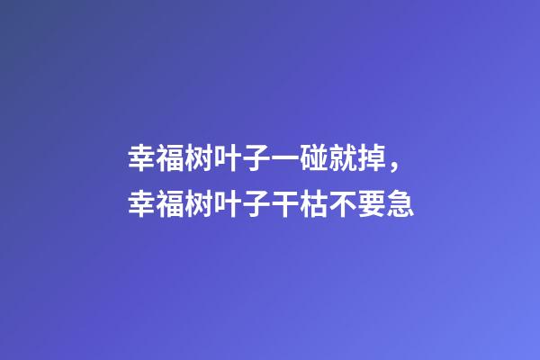 幸福树叶子一碰就掉，幸福树叶子干枯不要急-第1张-观点-玄机派