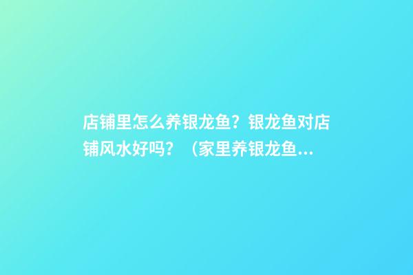 店铺里怎么养银龙鱼？银龙鱼对店铺风水好吗？（家里养银龙鱼的好处）