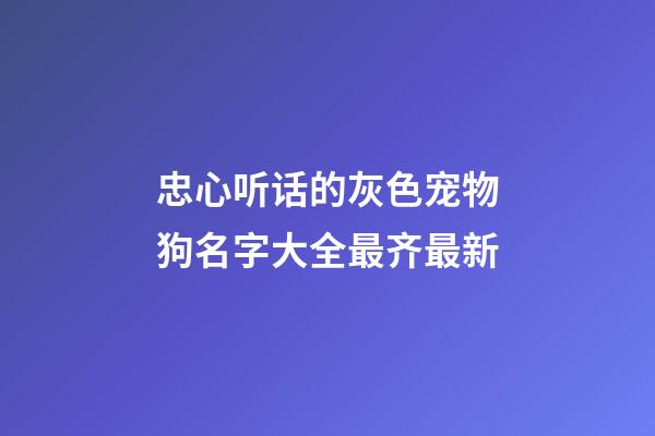 忠心听话的灰色宠物狗名字大全最齐最新