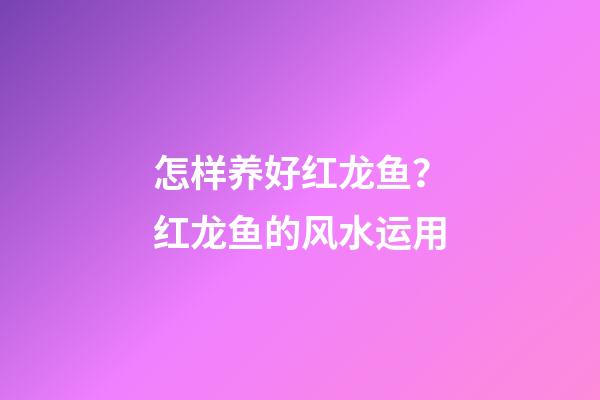 怎样养好红龙鱼？红龙鱼的风水运用