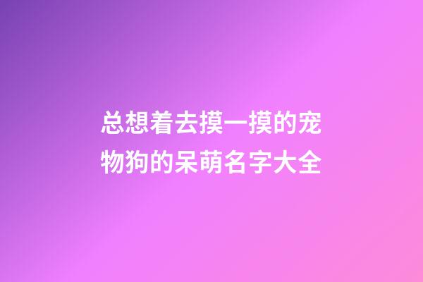 总想着去摸一摸的宠物狗的呆萌名字大全
