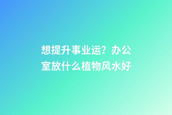想提升事业运？办公室放什么植物风水好