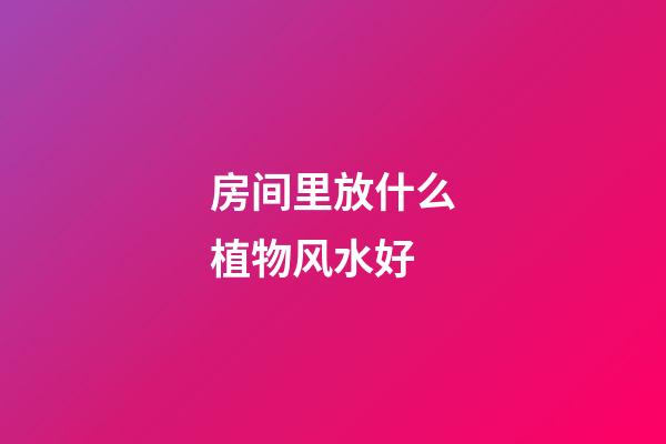 房间里放什么植物风水好