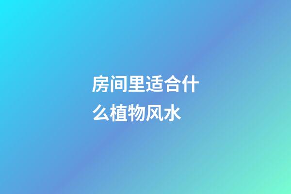 房间里适合什么植物风水