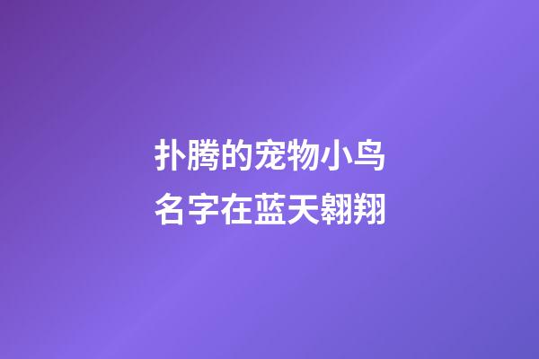 扑腾的宠物小鸟名字在蓝天翱翔