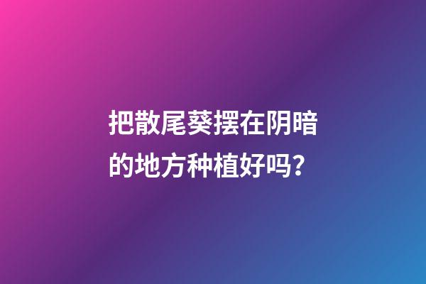 把散尾葵摆在阴暗的地方种植好吗？