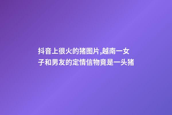 抖音上很火的猪图片,越南一女子和男友的定情信物竟是一头猪-第1张-观点-玄机派