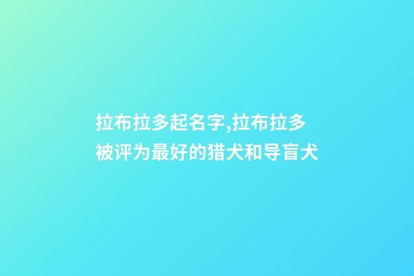 拉布拉多起名字,拉布拉多被评为最好的猎犬和导盲犬-第1张-观点-玄机派