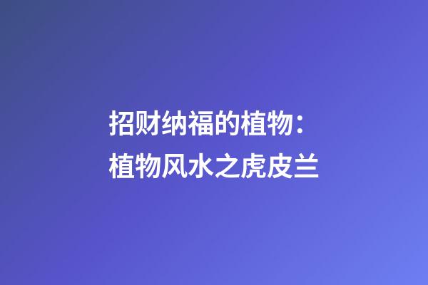 招财纳福的植物：植物风水之虎皮兰