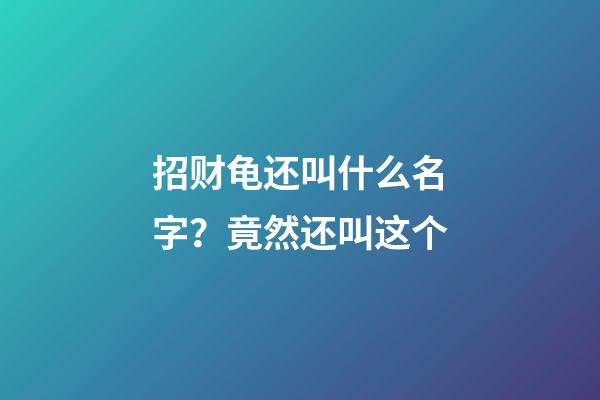 招财龟还叫什么名字？竟然还叫这个