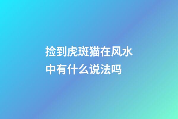 捡到虎斑猫在风水中有什么说法吗