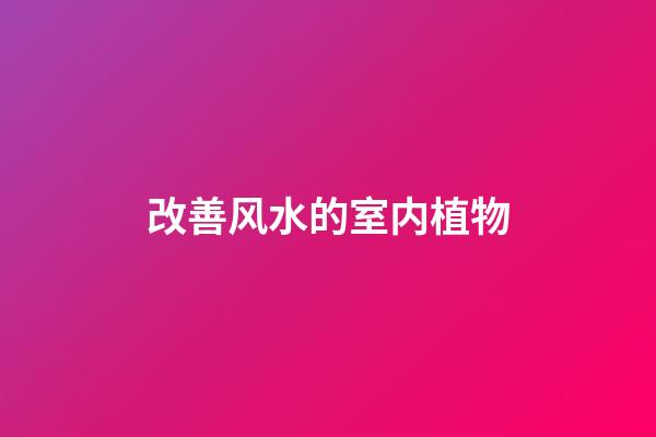 改善风水的室内植物