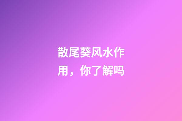 散尾葵风水作用，你了解吗