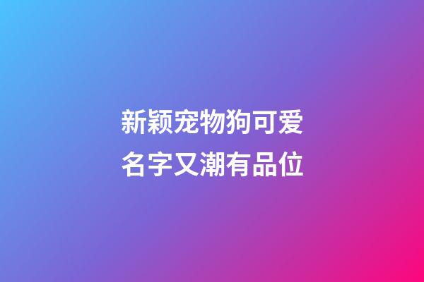 新颖宠物狗可爱名字又潮有品位
