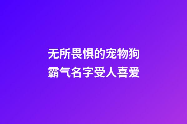 无所畏惧的宠物狗霸气名字受人喜爱
