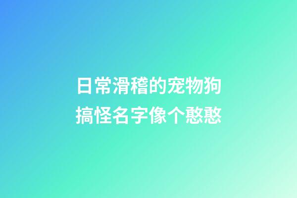 日常滑稽的宠物狗搞怪名字像个憨憨