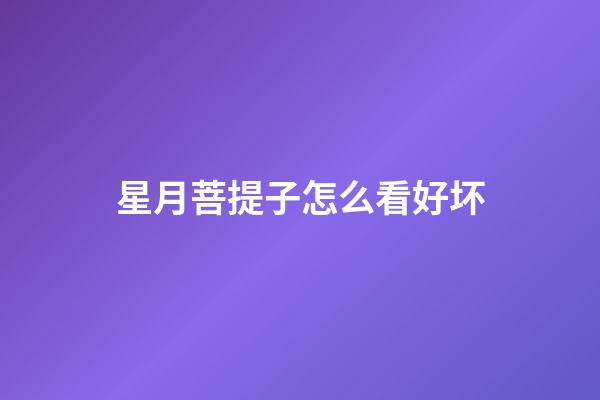 星月菩提子怎么看好坏