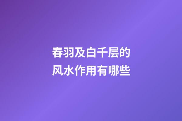 春羽及白千层的风水作用有哪些?
