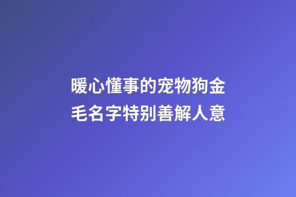 暖心懂事的宠物狗金毛名字特别善解人意