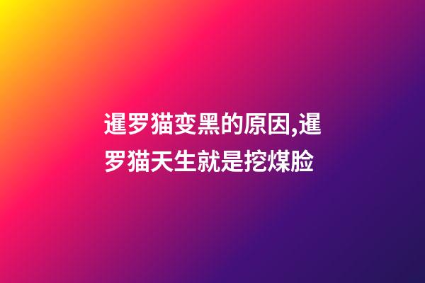 暹罗猫变黑的原因,暹罗猫天生就是挖煤脸-第1张-观点-玄机派