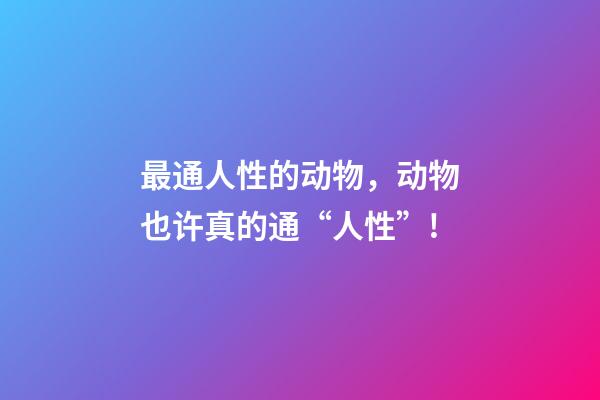 最通人性的动物，动物也许真的通“人性”!-第1张-观点-玄机派