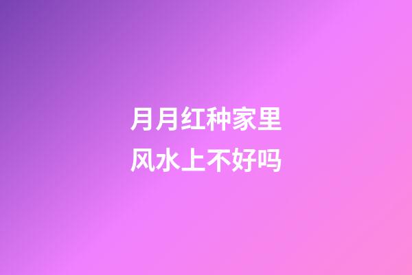 月月红种家里风水上不好吗