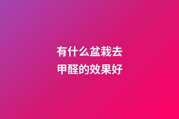 有什么盆栽去甲醛的效果好