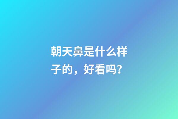 朝天鼻是什么样子的，好看吗？